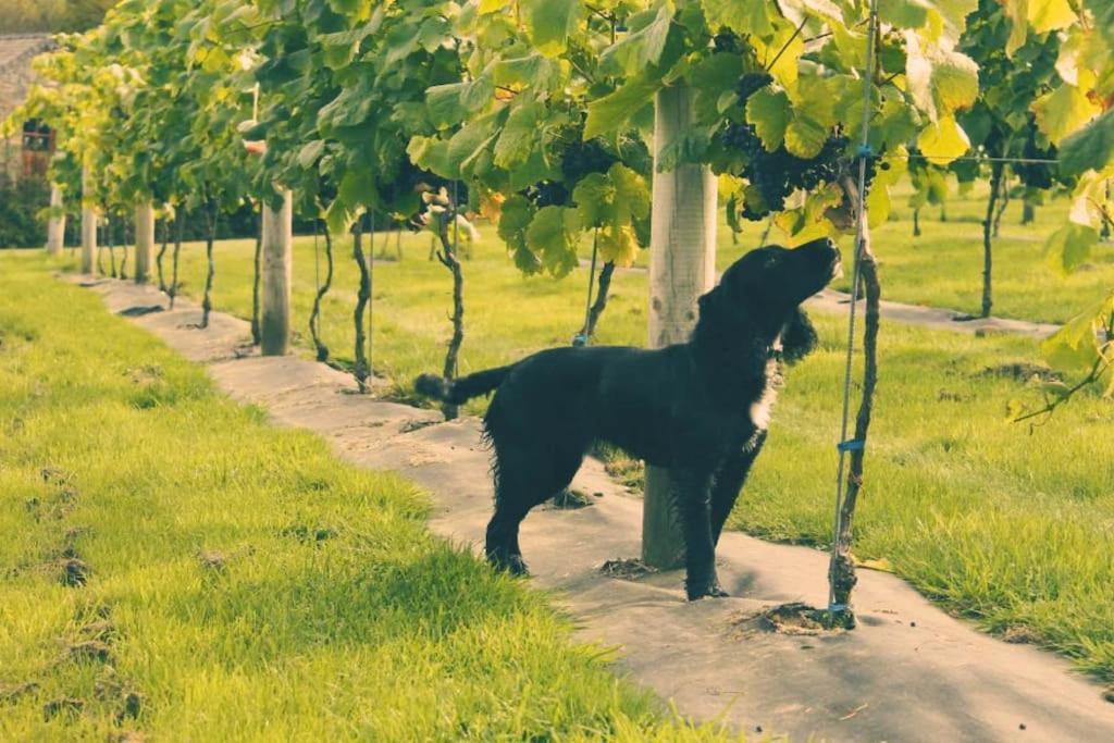 Vineyard Country Cottage Llanerch-Aeron المظهر الخارجي الصورة