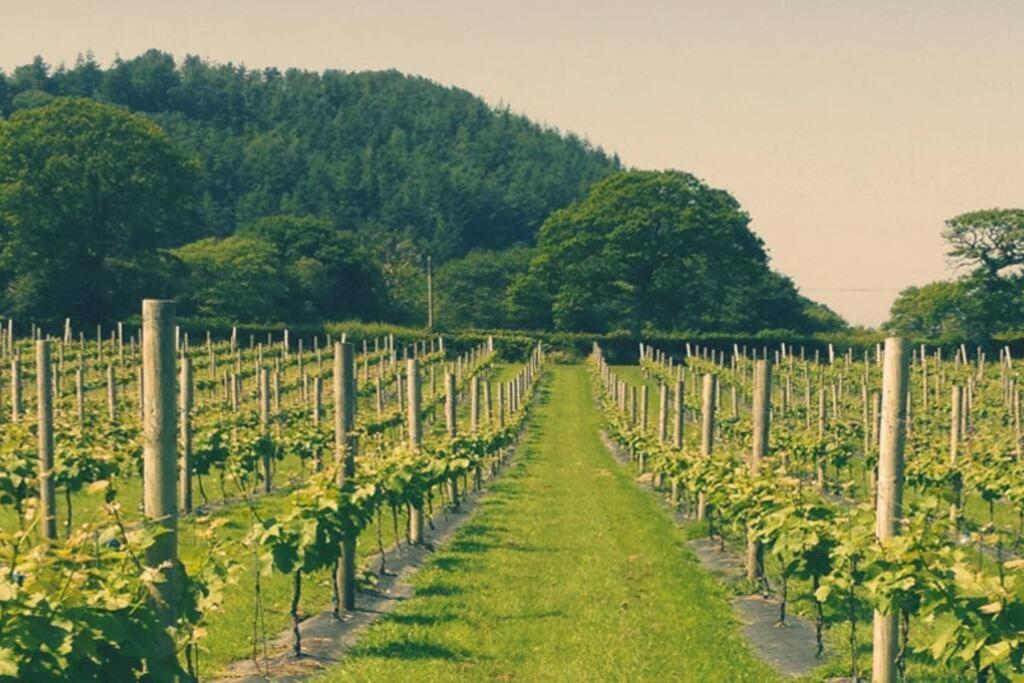 Vineyard Country Cottage Llanerch-Aeron المظهر الخارجي الصورة